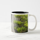 Search for bonsai trees mugs Asia