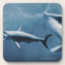 Search for great white coasters Nature
