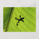 Search for scale leaf postcards Wildlife