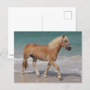 Search for haflinger postcards Bob langrish