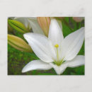 Search for daylily postcards Garden