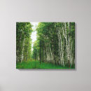 Search for birch tree canvas prints Landscape