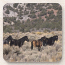 Search for bob coasters Equestrian
