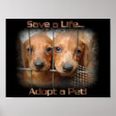 Search for pet adoption posters Animals