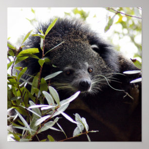 005Bearcat Poster