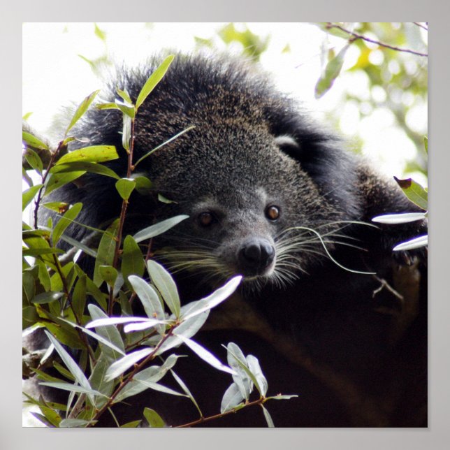 005Bearcat Poster (Front)