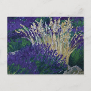 0071-le champ de lavande postcard