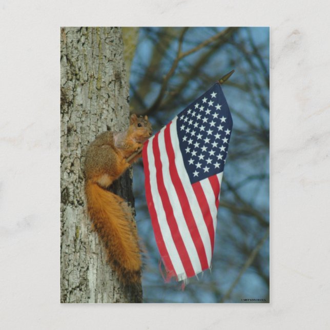 010510-4-APC   ONE PATRIOTIC SQUIRREL POSTCARD (Front)
