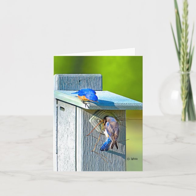 020 Bluebird Nesting Note Card 4.25x5.5 Matte (Front)