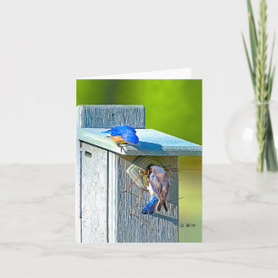 020 Bluebird Nesting Note Card 4.25x5.5 Matte