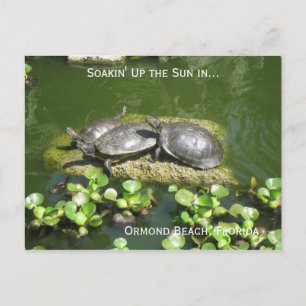 03-21-10 246, Ormond Beach, Florida, Soakin' Up... Postcard