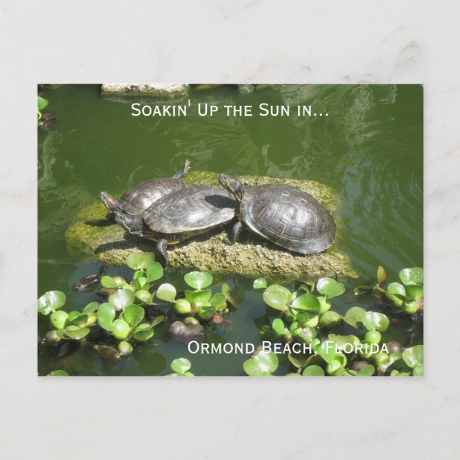 03-21-10 246, Ormond Beach, Florida, Soakin' Up... Postcard (Front)