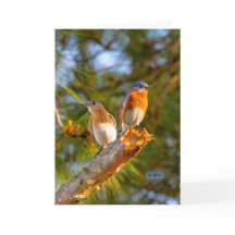 040 Bluebird Courtship Card 5x7 Matte