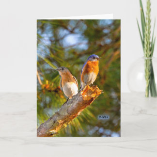 040 Bluebird Courtship Card 5x7 Matte