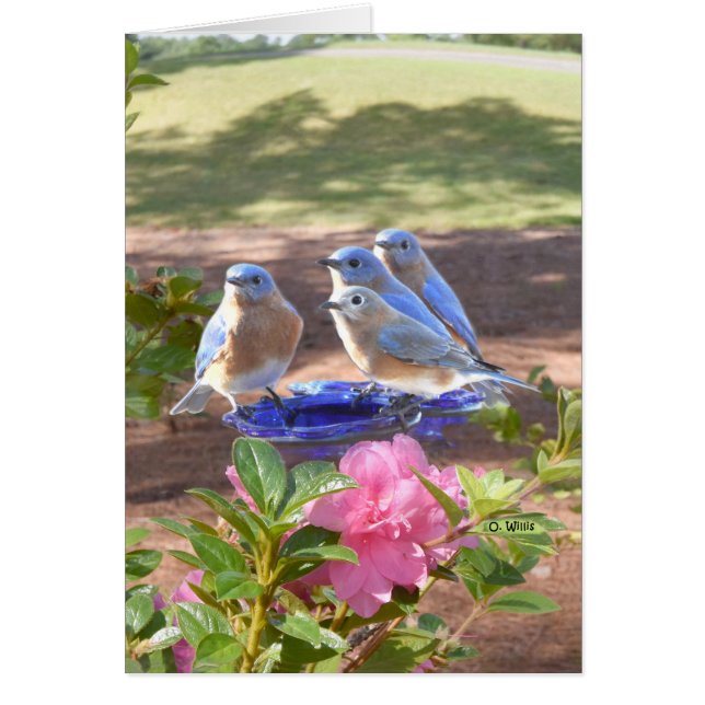 050 Bluebirds Forever Card 5x7 Matte (Front)