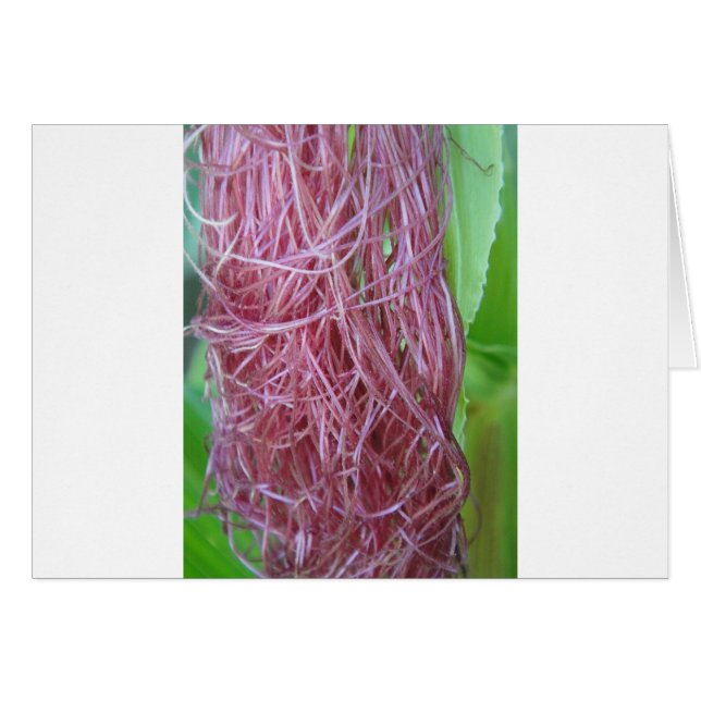 056.JPG (Front Horizontal)