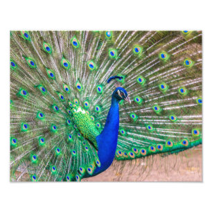0601-Peacock Photo Print