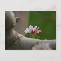 06 Apple Blossoms Winchester VA Postcard