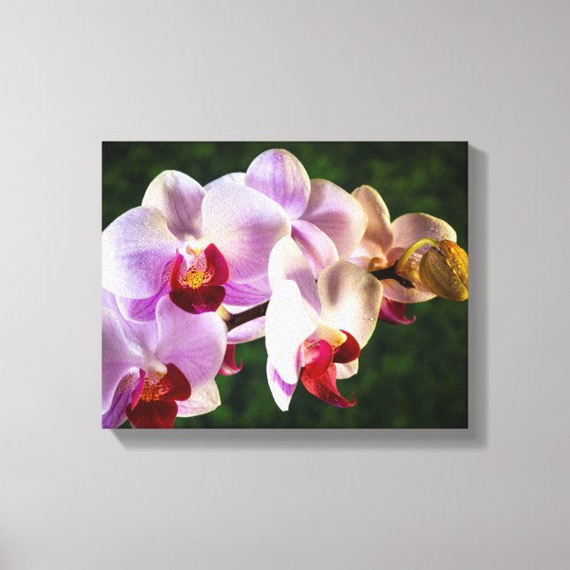 0834-Pink Orchids Canvas Print (Front)