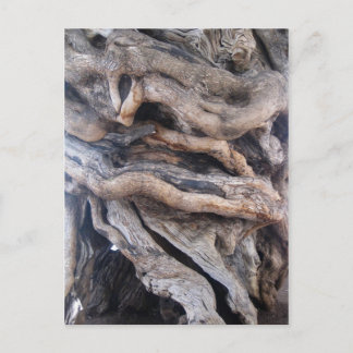 1000 Jahre älter Olivenbaum Postcard