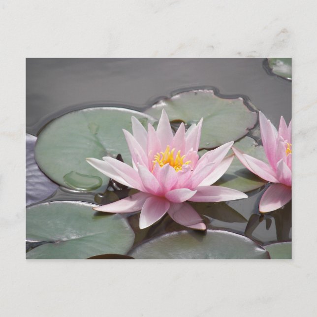 100_0085 POSTCARD (Front)