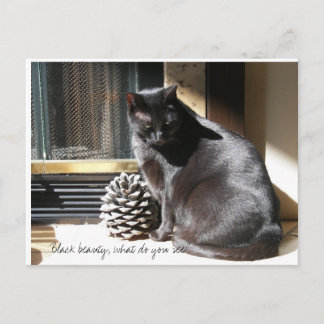 100_0305, Black beauty, what do you see? Postcard