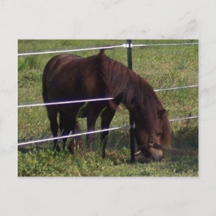 100_0375 POSTCARD