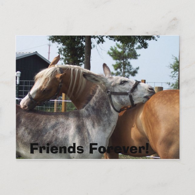 100_0424, Friends Forever! Postcard (Front)