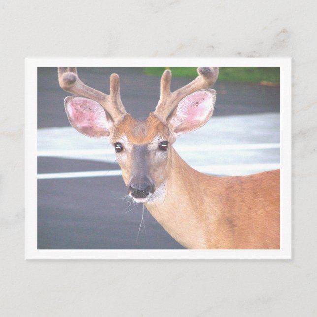 100_0606 POSTCARD (Front)