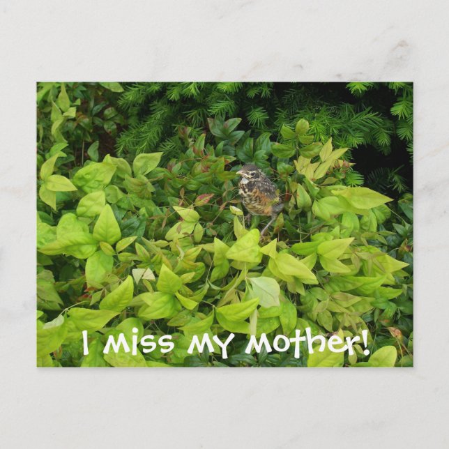 100_1805, I miss my mother! Postcard (Front)