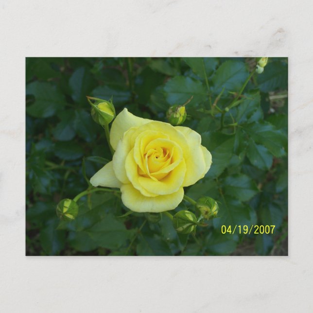 100_3464 POSTCARD (Front)