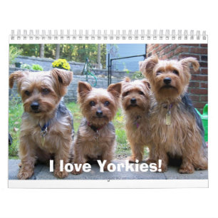 100_5963, I love Yorkies! Calendar