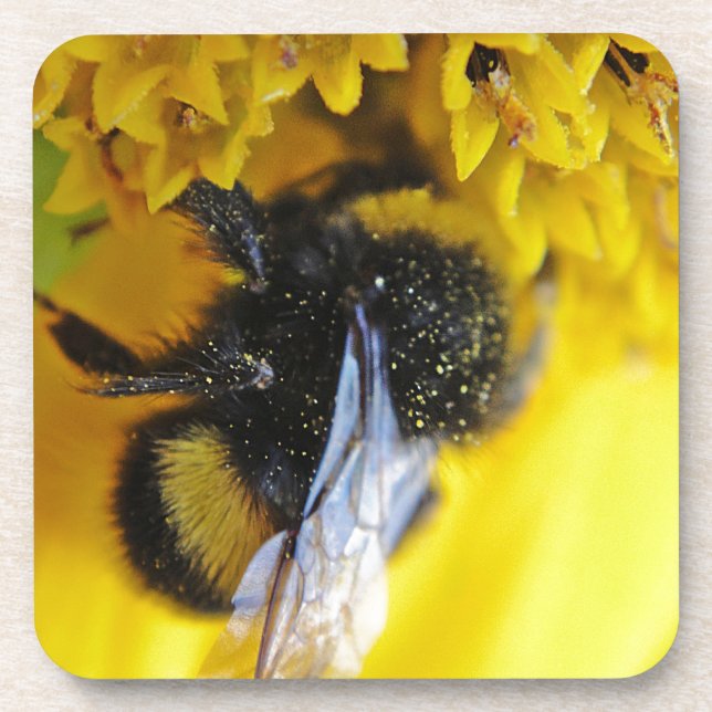 101.JPG COASTER (Front)