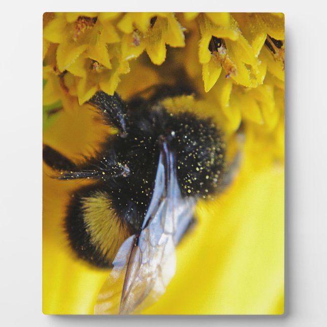 101.JPG PLAQUE (Front)