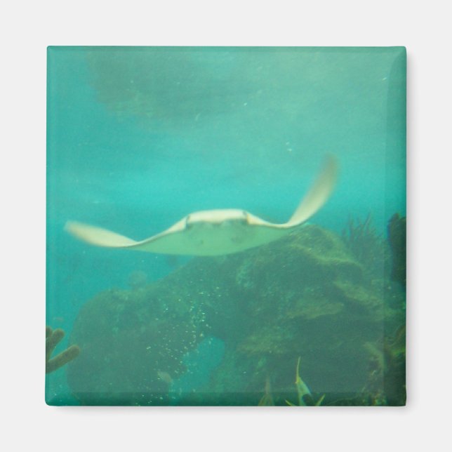 104_3660 - Sting Ray Magnet (Front)