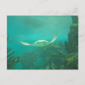 104_3660 - Sting Ray Postcard