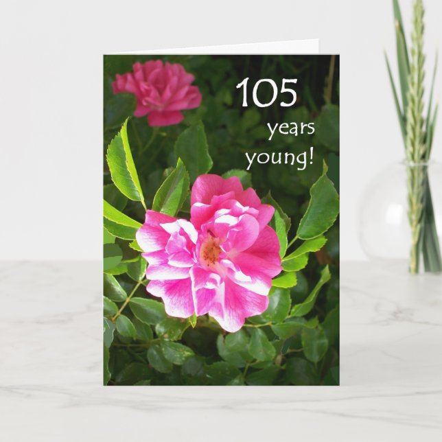 105th Birthday Card - Pink Roses (Front)