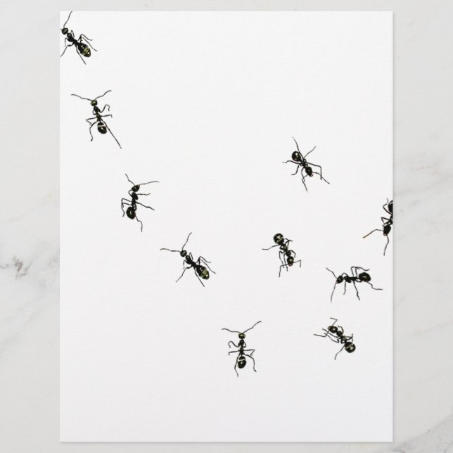 10 ants (Front)