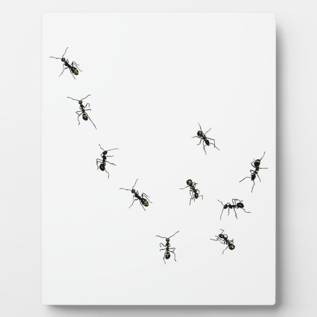 10 ants plaque (Front)