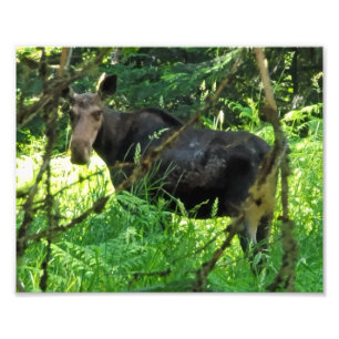 10"x8" Photo Print Moose Lunch