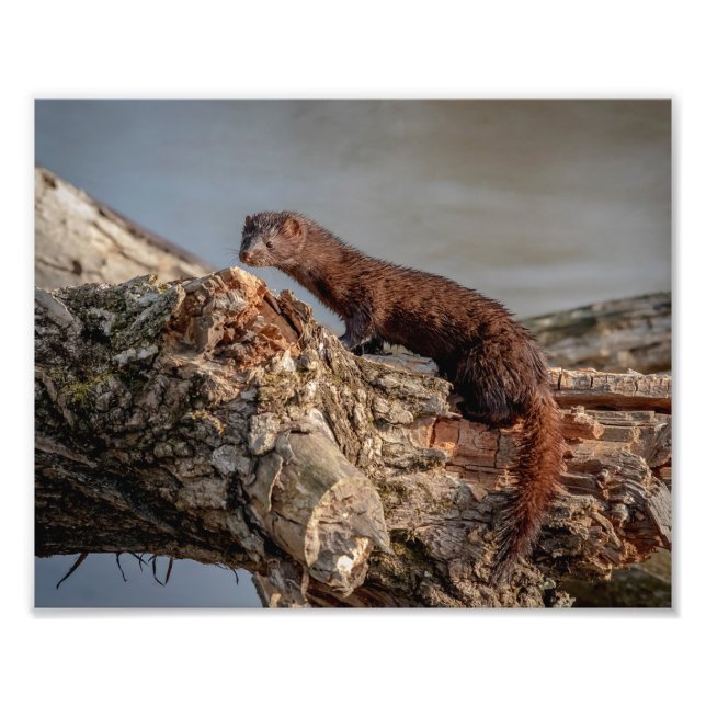 10x8 American Mink Photo Print (Front)