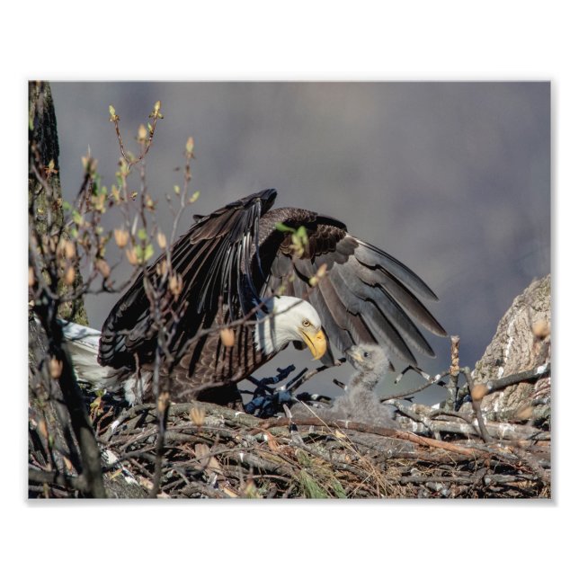 10x8 Bald Eagle with her baby Photo Print (Front)