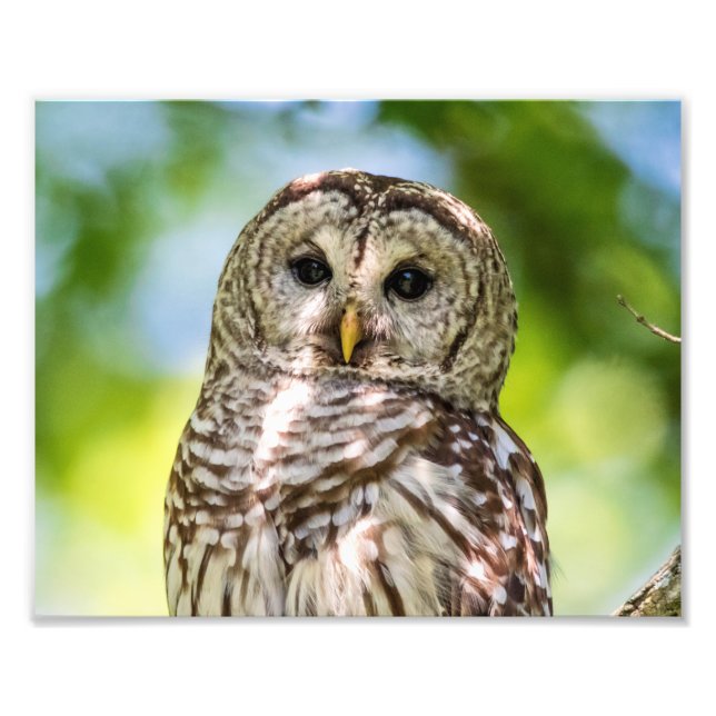 10x8 Barred Owl Photo Print (Front)