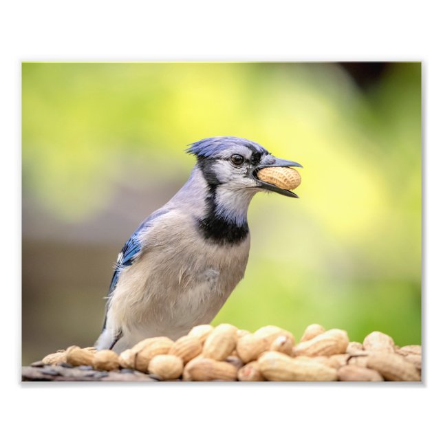 10x8 Blue jay with a peanut Photo Print (Front)