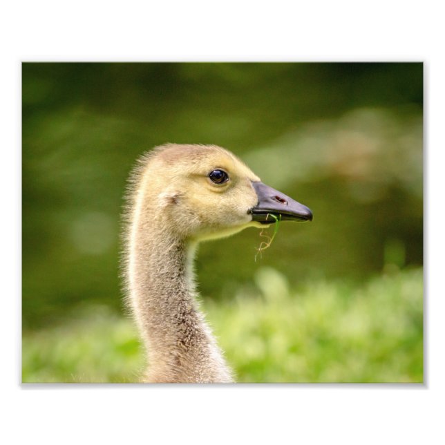 10x8 Canadian Goose (Gosling) Photo Print (Front)