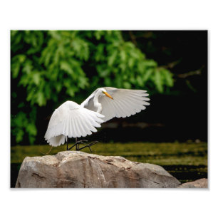 10x8 Great Egret Photo Print