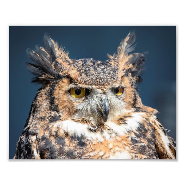 10x8 Great Horned Owl Portrait Photo Print (Front)
