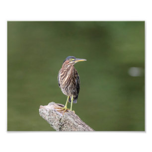 10x8 Green Heron on a log Photo Print