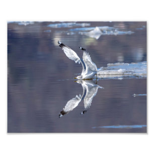 10x8 Gull Reflections Photo Print