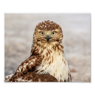 10x8 Immature Red-Tailed Hawk on the ground Photo Print